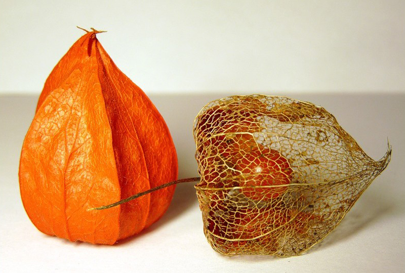 Physalis - photo