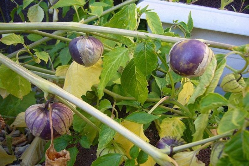 Physalis - fotografia