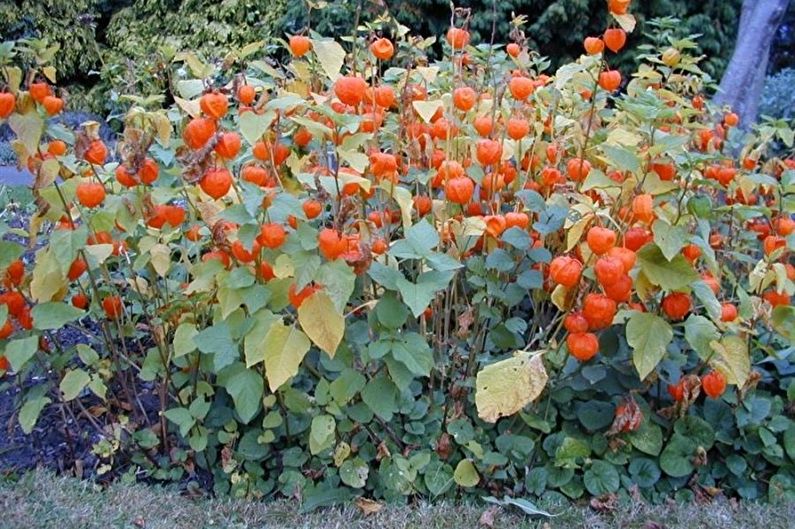 Physalis - photo