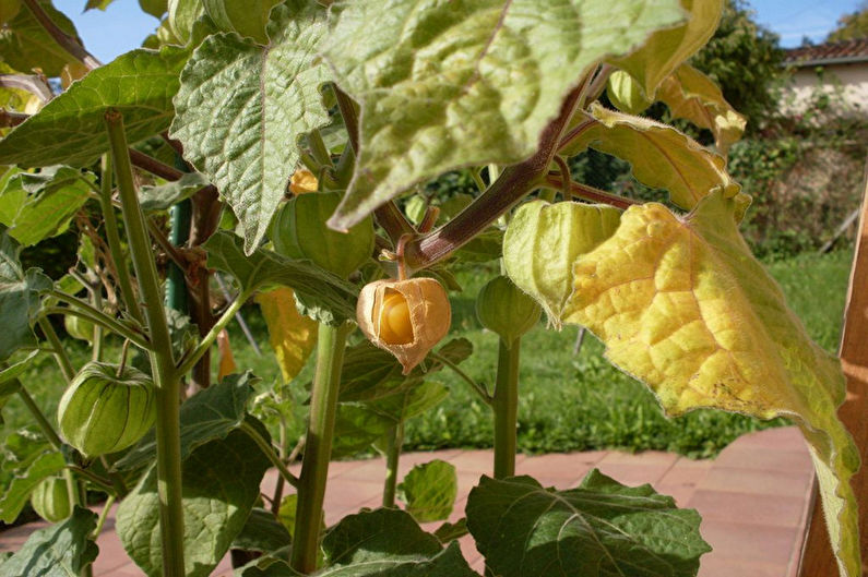 Physalis - foto