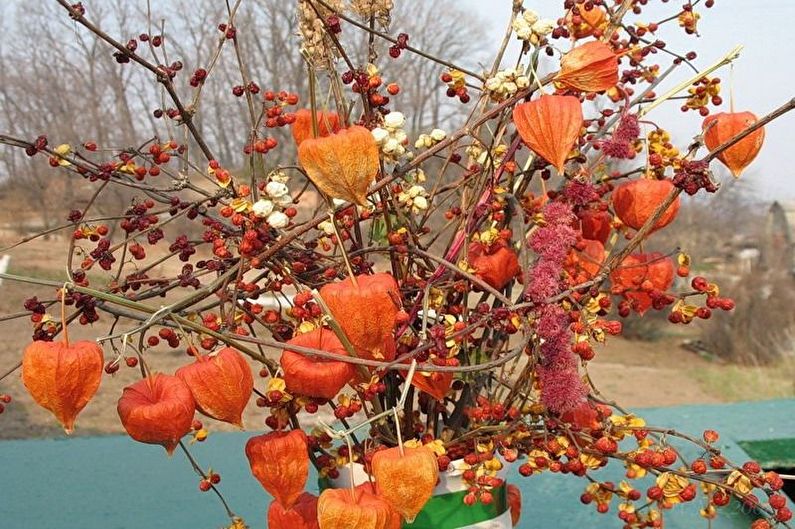 Physalis - fotografia