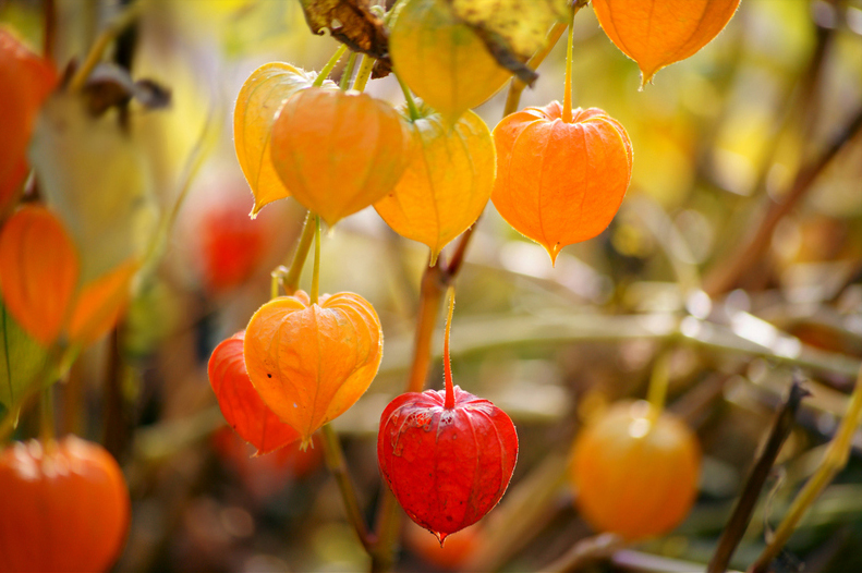 Physalis - fotoğraf