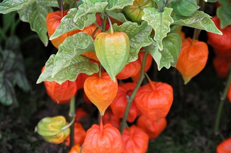 Physalis - photo