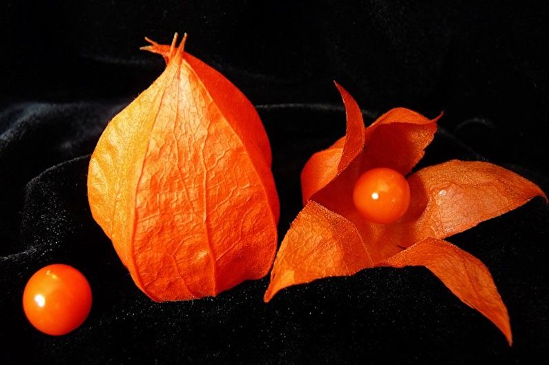 Physalis - larawan