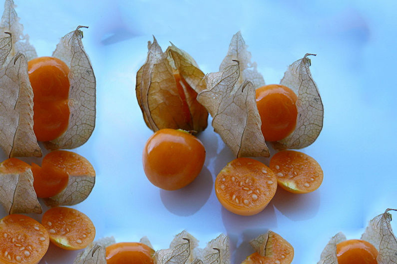 Physalis - fénykép