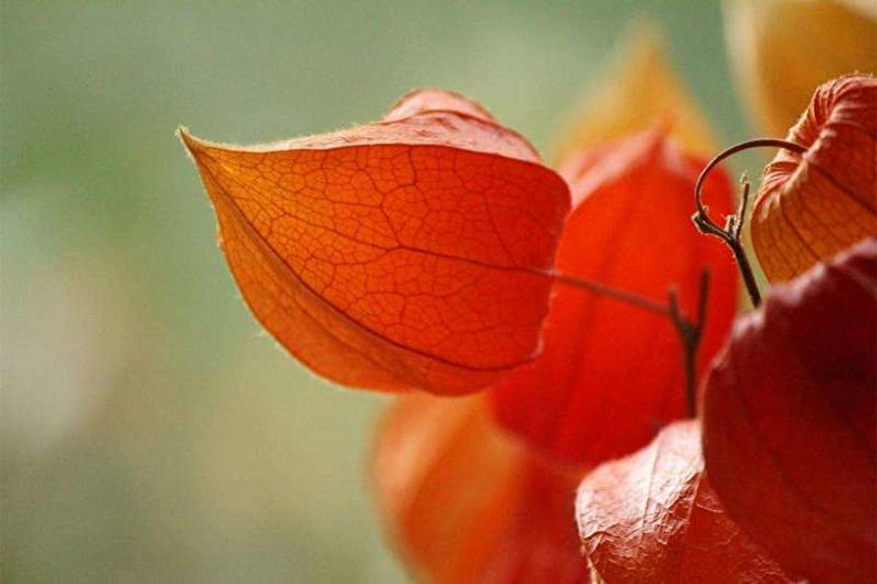 Physalis - fotografia