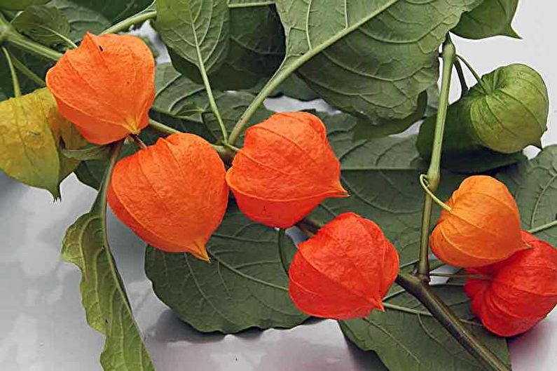 Physalis - nuotrauka