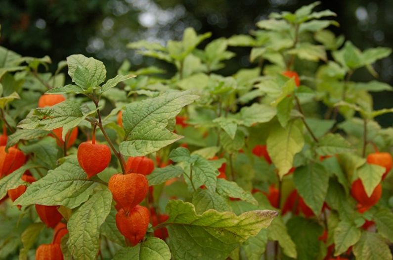 Physalis - fotografija