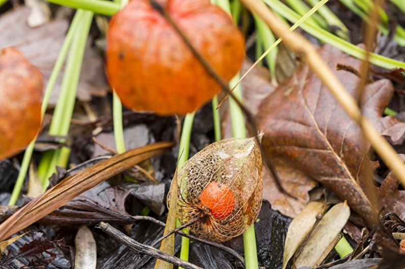 Physalis - φωτογραφία