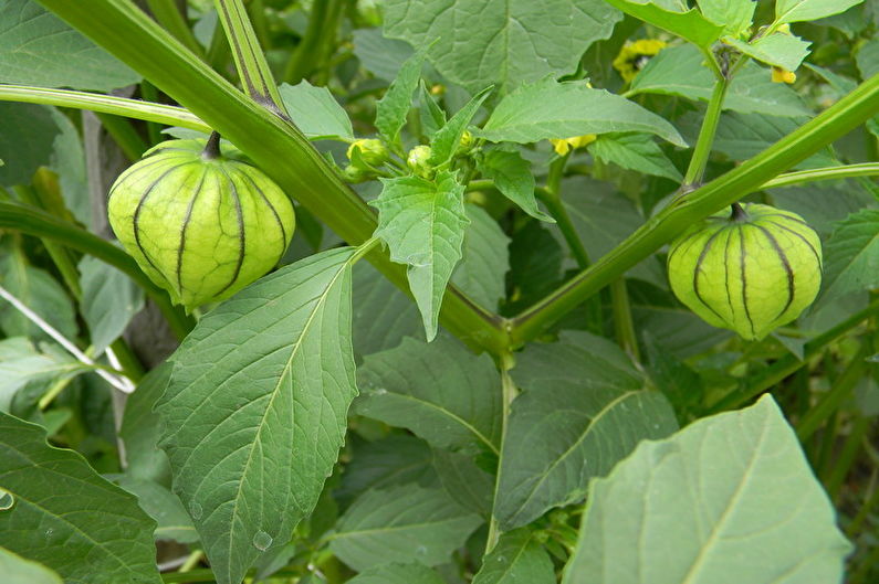 Physalis - fotografija