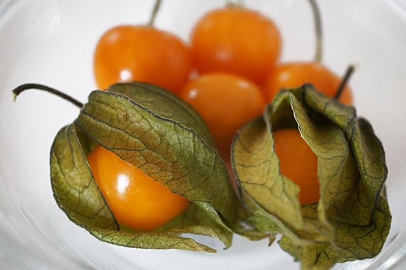 Physalis - fotografija