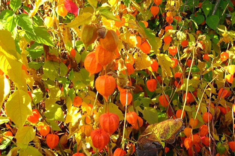 Physalis - photo