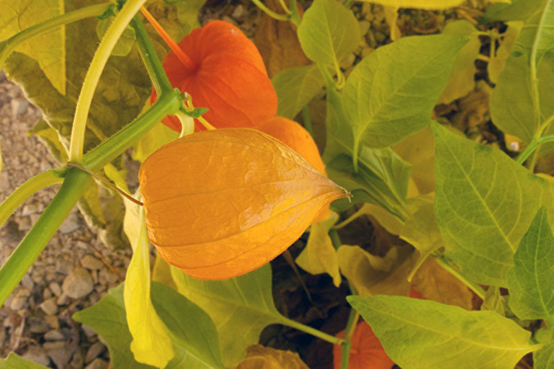 Physalis - fotografija