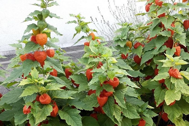 Physalis - nuotrauka