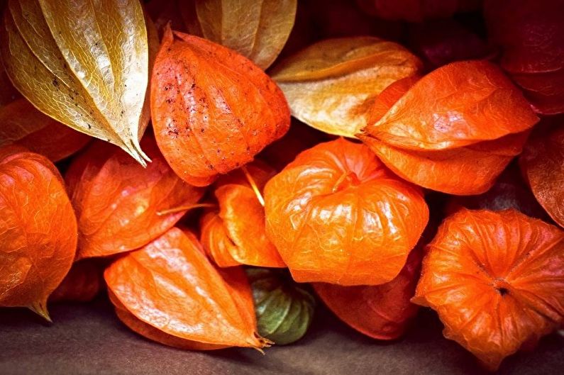 Physalis - photo