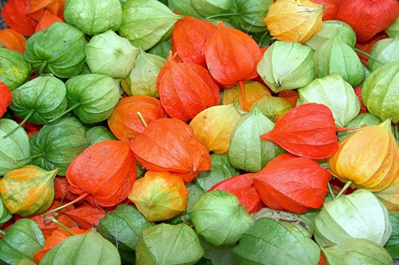 Physalis - fotografija