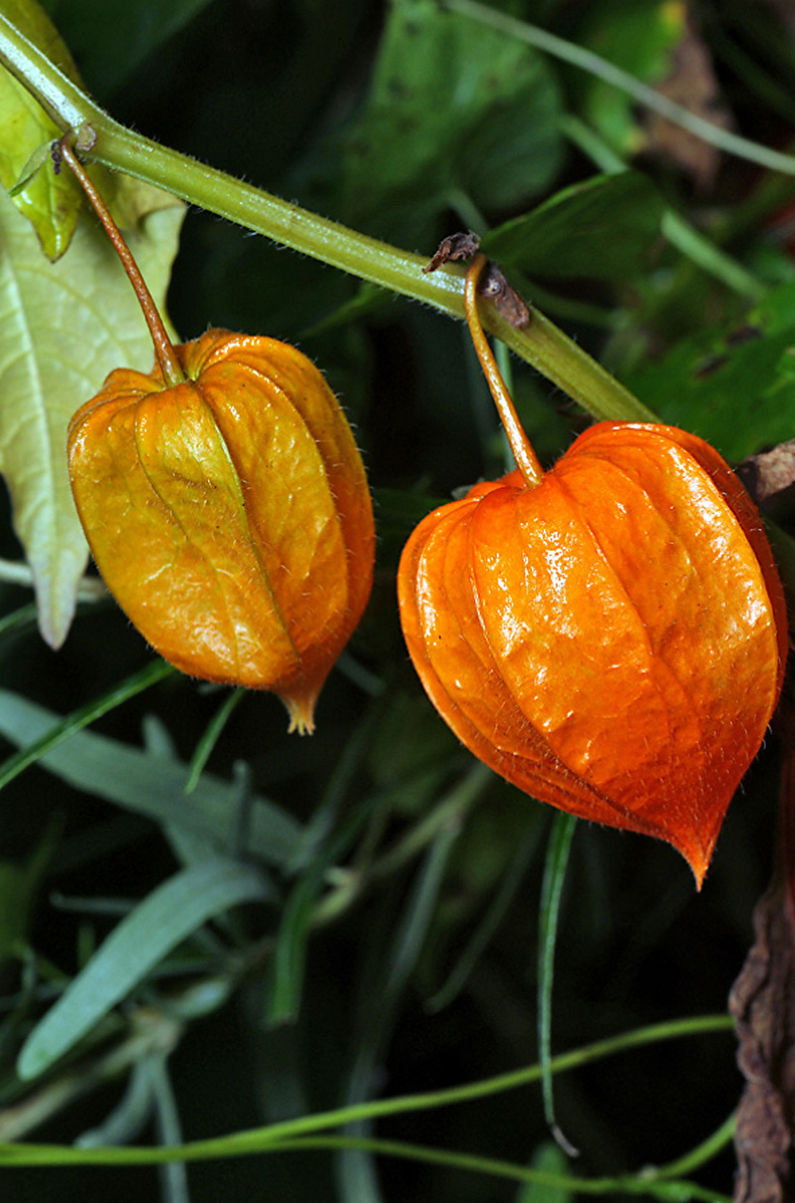 Physalis - fotografija