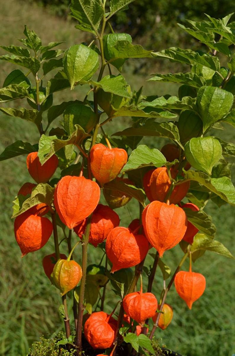 Physalis - photo