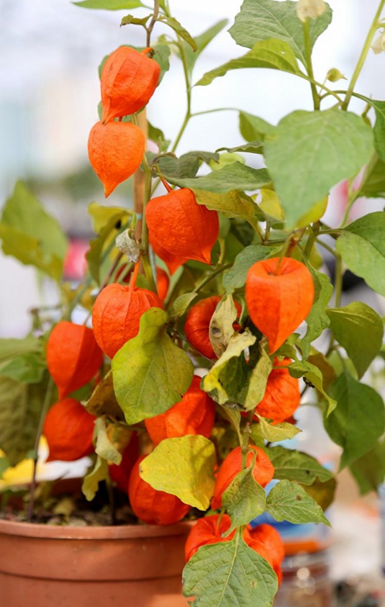 Physalis - fotoğraf