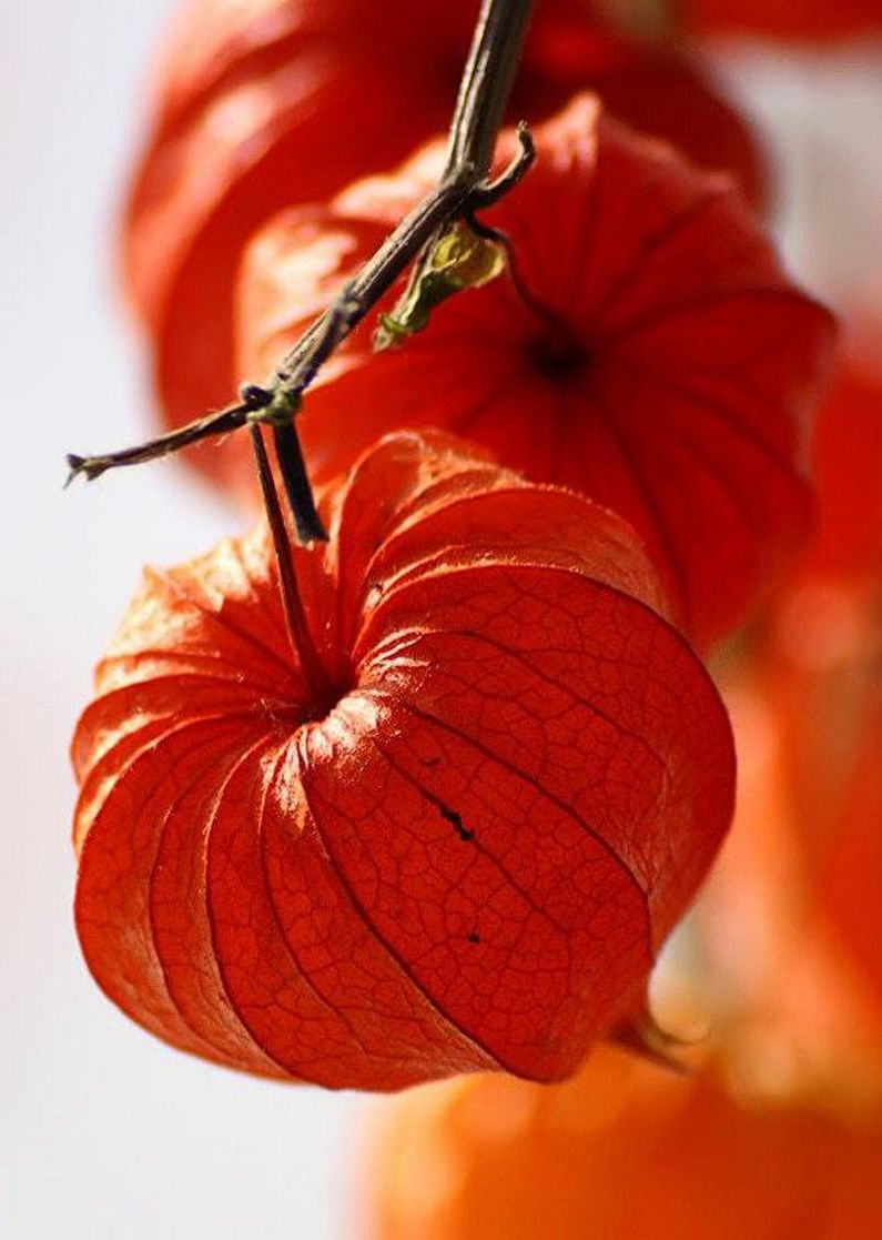 Physalis - fotografija