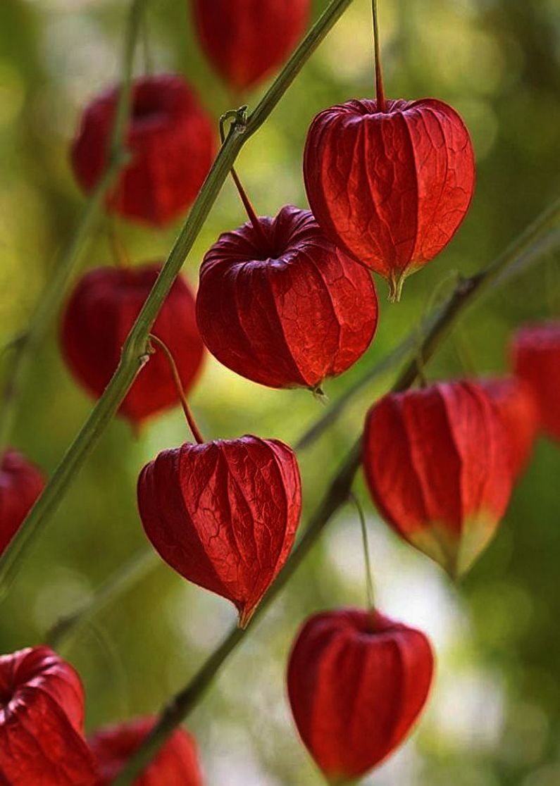 Physalis - fotografia