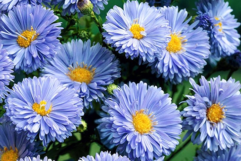 Perennial Asters - Marie Ballard