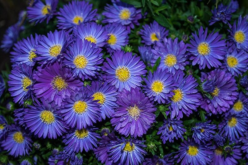 Monivuotinen asters - Violetta