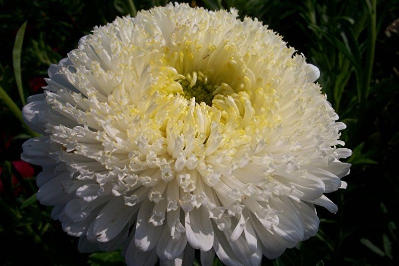 Aster perenni - White Lady