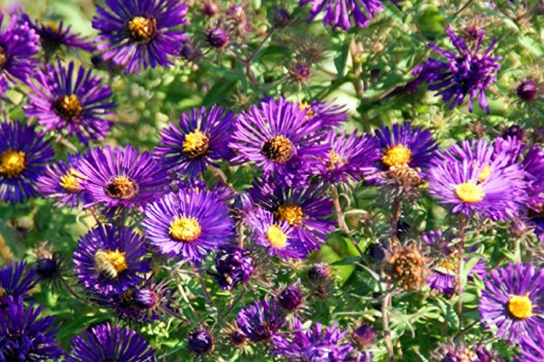 Meerjarige asters - Constgans