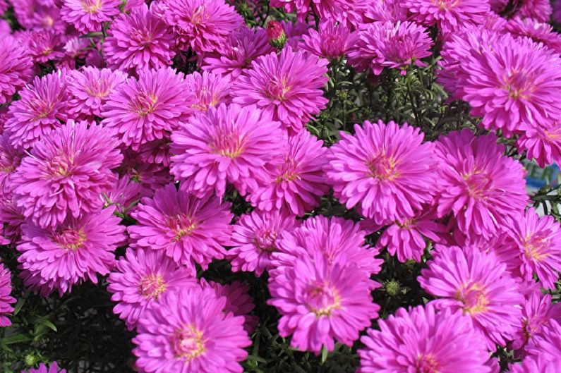 Asters ไม้ยืนต้น - แท่งสีชมพู