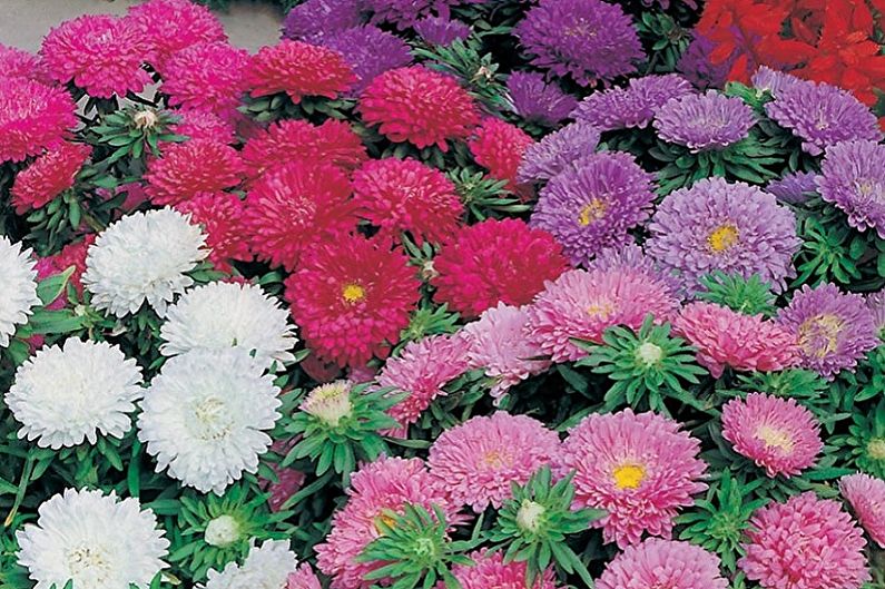 Meerjarige asters - kabouter