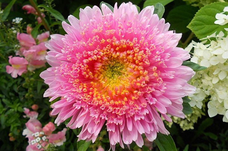 Perennial Asters - Rose