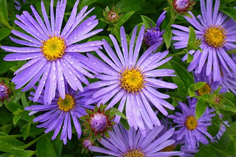 Perennial Asters - Fricarta