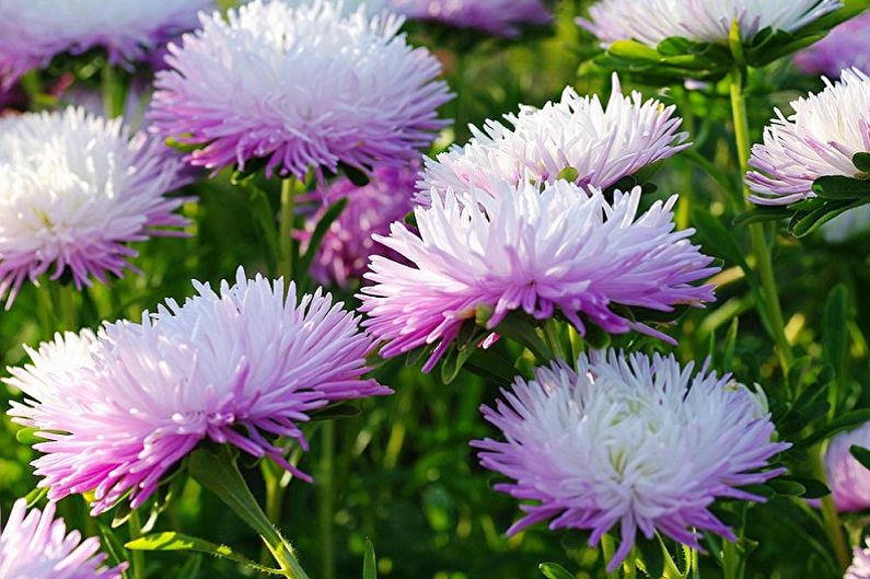 Asters - Verlichting