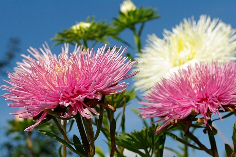 Aster - Aydınlatma