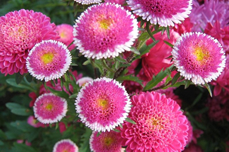 Asters - temperatuur