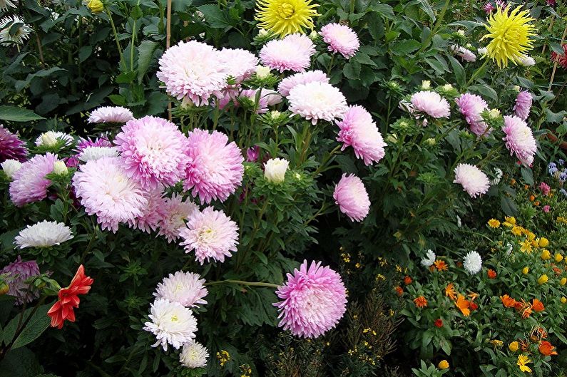 Asters - temperatuur