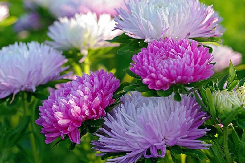 Asters - ความชื้น