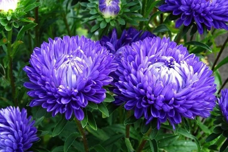 Asters - Vochtigheid