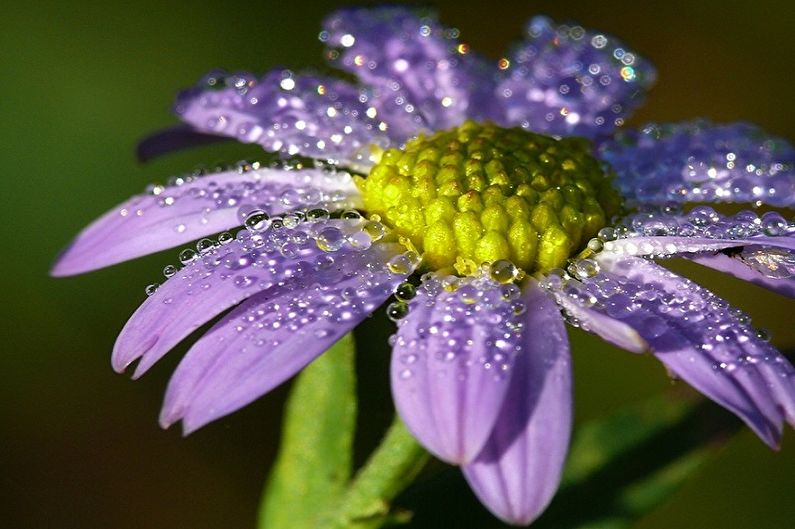 Asters - pagtutubig