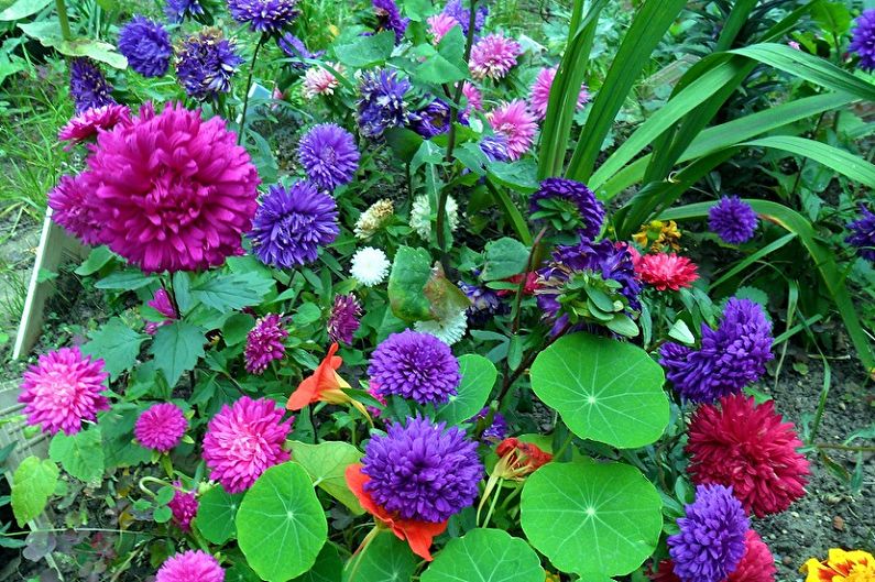 Asters - Engrais et pansement supérieur