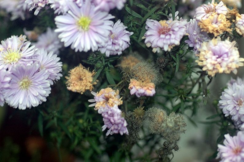 Asters - Plagas y Enfermedades