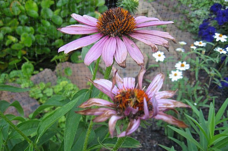 Asters - Ravageurs et maladies