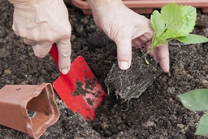 Cum se transplantează aster