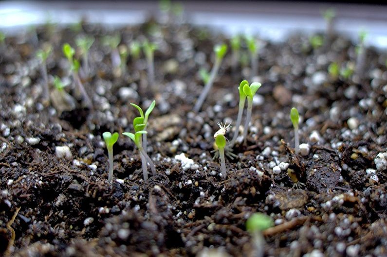 Aster-voortplanting door zaad