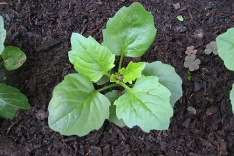 Propagation of aster by cuttings