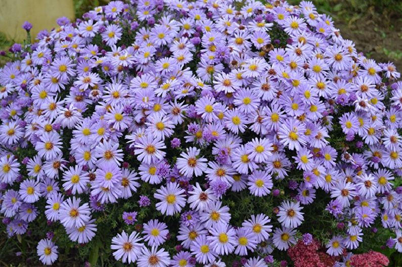 Reproduction of aster by division