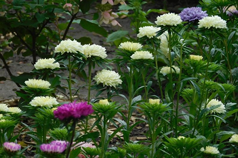 Asters - fotografija