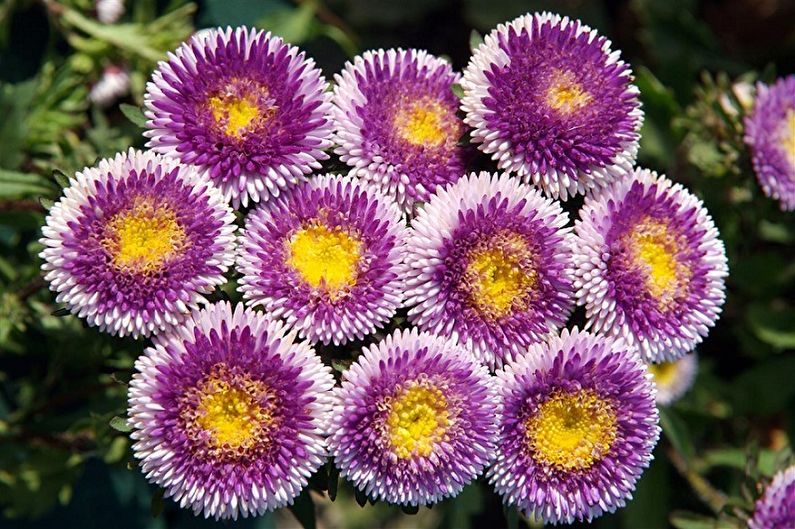 Asters - larawan