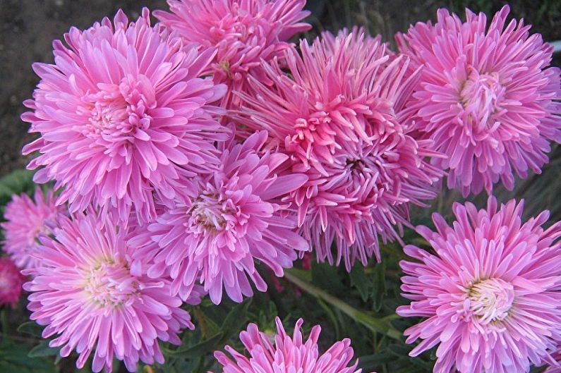 Asters - foto